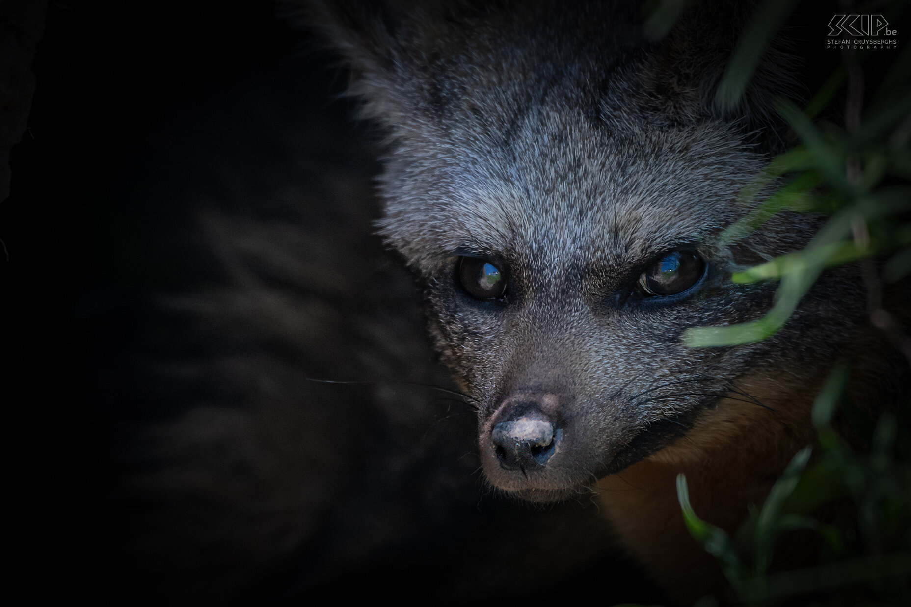 Ol Pejeta - Bat-eared fox Close-up of a shy bat-eared fox (Otocyon megalotis) in its den on an immense grassy plain in Ol Pejeta Stefan Cruysberghs